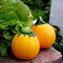 Кабачок «Апельсинка»