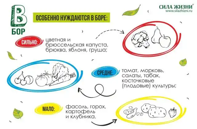 Бор особенно нужен цветной и брюссельской капусте, брюкве, яблоням и грушам