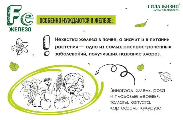Железо в хелатной форме присутствует в необходимой концентрации во всех удобрениях, выпускаемых компанией Сила жизни