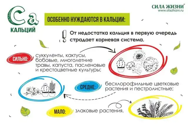 Особенно негативно дефицит кальция сказывается на капусте, пасленовых, крестоцветных, многолетних травах