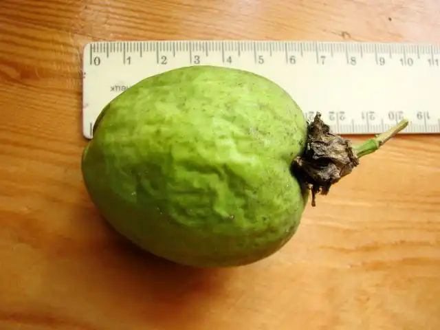 Размер плодов маракока у меня был около 7 см в длину и 5-6 см в диаметре, вес до 60 граммов