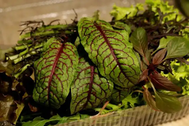 Листья мангольда (Beta vulgaris ssp. сicla) красивые, броские, достаточно крупные