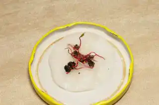 Проросшие семена мангольда