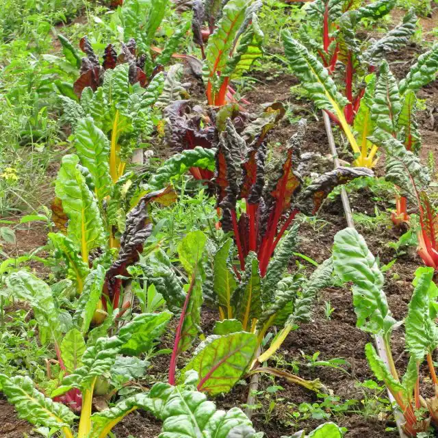 Грядка мангольда