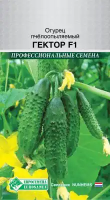 Огурец пчелоопыляемый «Гектор F1»