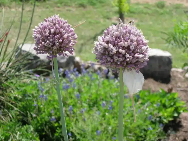 Соцветия «рокамболя» с быстро опадающим чехлом и декоративным округлым соцветием со светло-фиолетовыми колокольчатыми цветками