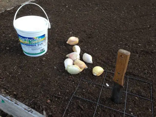 Грунт для посадки «рокамболя» должен быть плодородным, рыхлым, проработанным на глубину от 30 см