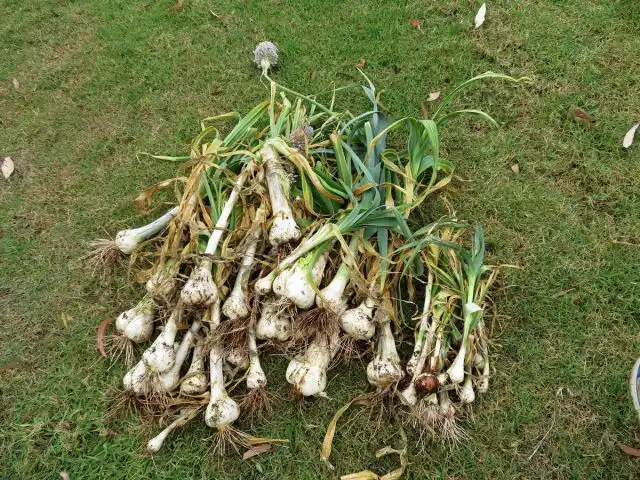 Урожай «рокамболя»