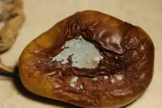 Голубая плесень груши