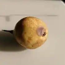 Очаговая гниль груши