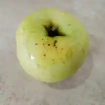 Фузариозная гниль яблока