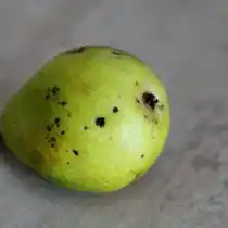 Парша груши