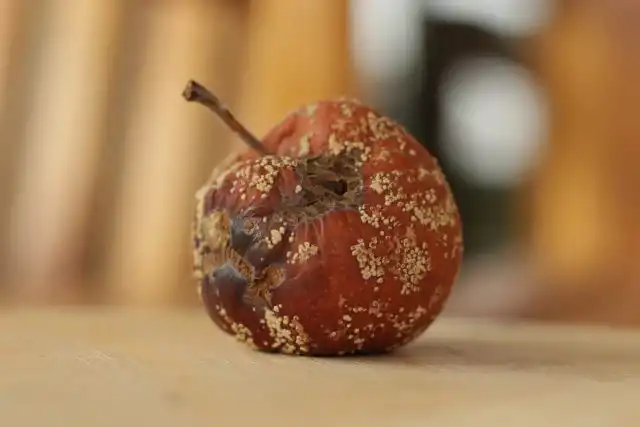 Кладоспориозная гниль яблока