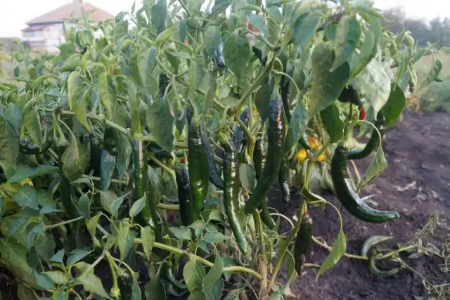 Перец «Пасилья Бажио» образует невероятно густой куст, усыпанный плодами