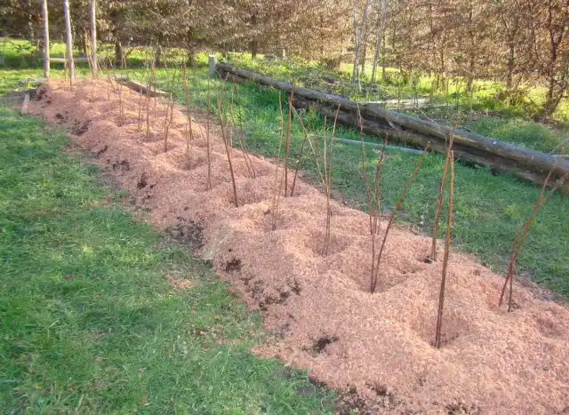На зиму малину полезно замульчировать органикой
