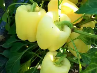 Перец сладкий «Млечный путь»