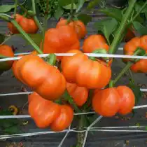 Перец сладкий «Фон Барон оранжевый»