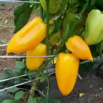 Перец сладкий «Фонарик»