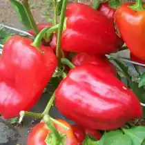 Перец сладкий «Призёр»