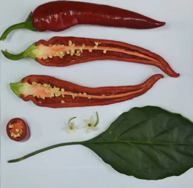 Перец сладкий «Джигит», спелые плоды