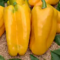 Перец сладкий «Какаду желтый»