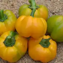 Перец сладкий «Фон Барон желтый»