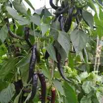 Перец сладкий «Джигит», неспелые плоды