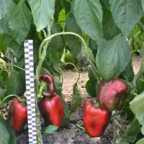 Перец сладкий «Испанский бык»