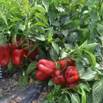 Перец сладкий «Сладкоежка»