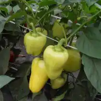 Перец сладкий «Щедрость»