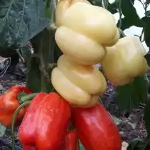 Перец сладкий «Белый бык»