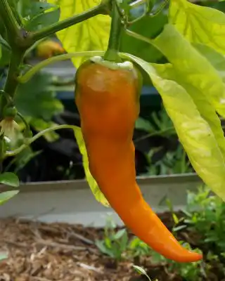 По мере созревания перец «Рамиро» начинает окрашиваться в различные цвета