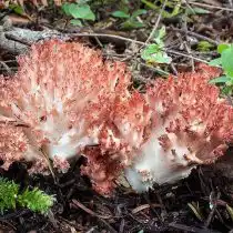 Рамария гроздевидная (Ramaria botrytis)