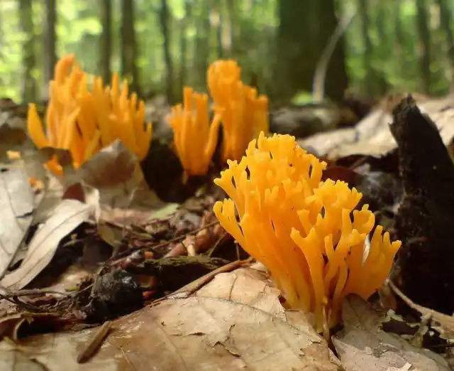 Калоцера клейкая (Calocera viscosa)