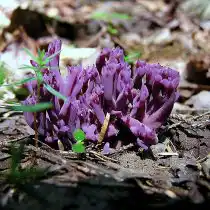 Клавулина аметистовая (Clavulina amethystina)