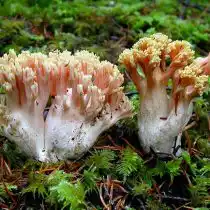 Рамария красивая (Ramaria formosa)