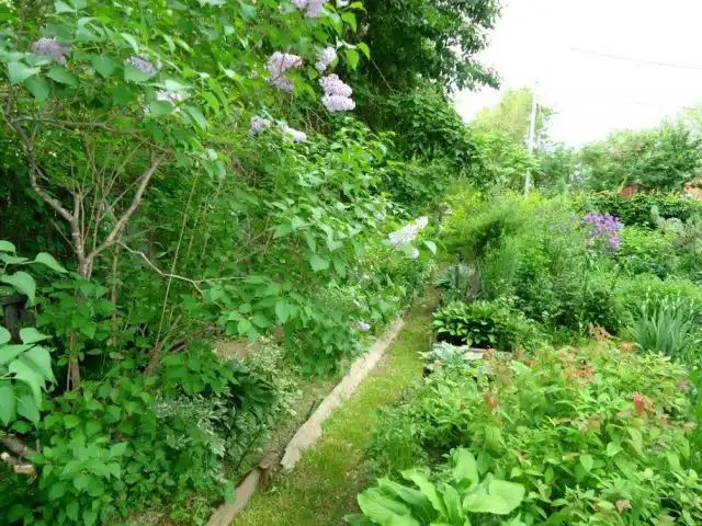 Наш участок в Хабаровском крае, который окультуривался более 30 лет, в июне