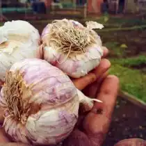 Озимый чеснок «Гермидор»