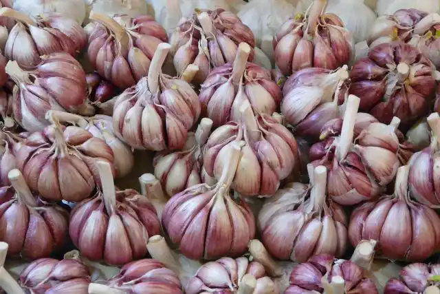 В качестве семенного материала выбираются крупные неповрежденные головки чеснока, у которых зубчики уже слегка отходят от черешка