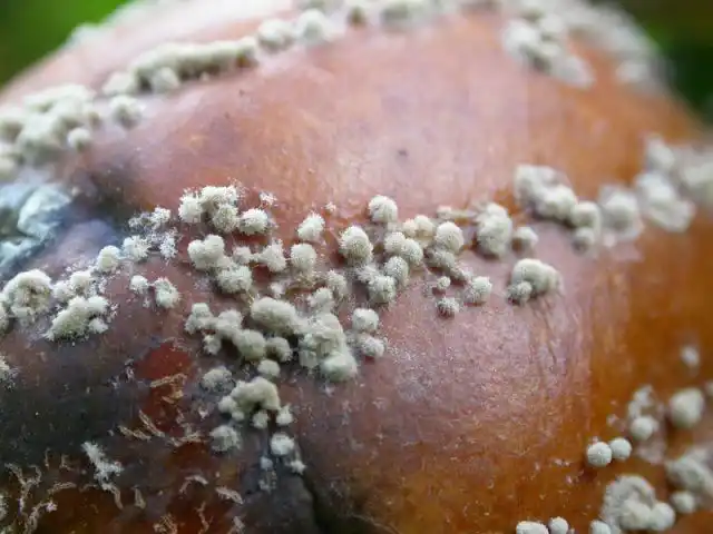 Небольшие бугорки серого цвета — это споры гриба