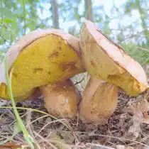 Боровик коренящийся