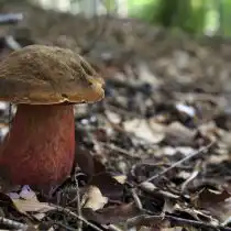 Боровик красивоножковый