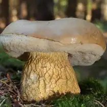 Желчный гриб, или Горчак