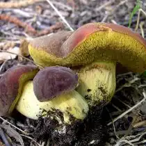 Моховик бархатный