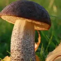 Подберезовик