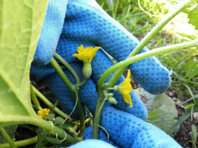 Справа - женский цветок дыни, слева - мужской