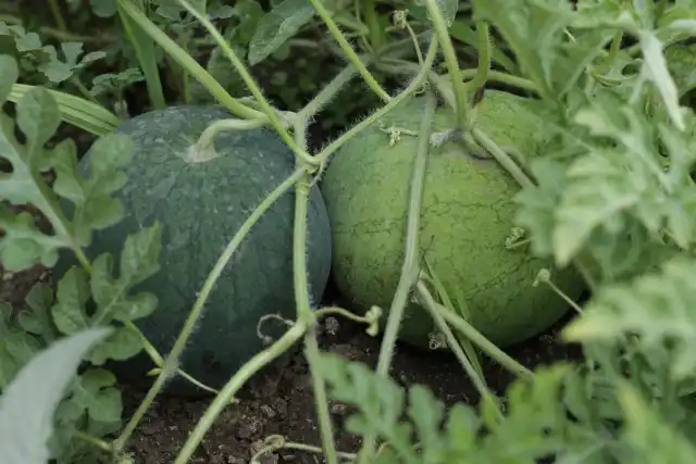 Срок созревания арбузов разнится в зависимости от сорта, но в целом составляет 32–45 дней