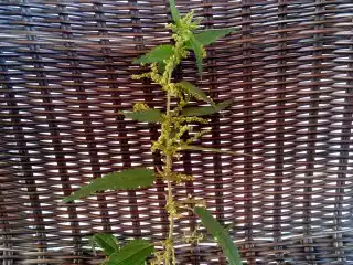 Крапиву собирают во время цветения, срезая при этом секатором верхушку растения длиной приблизительно 30 см