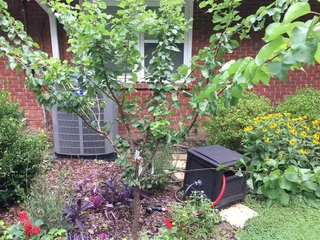 Абрикос рекомендуют сажать вдали от других плодовых деревьев