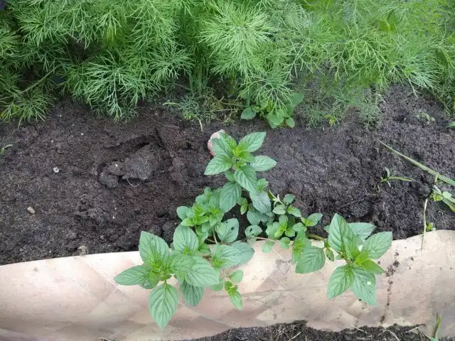 Замечено — мята и укроп не нравится медведке!